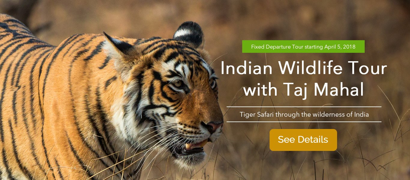 
Indian Wildlife Tour with Taj Mahal