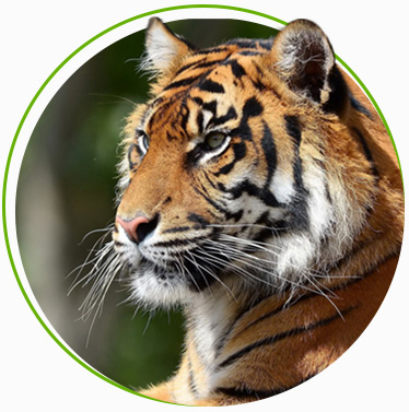Royal Bengal Tiger - The Biggest Charm of Indian Jungles