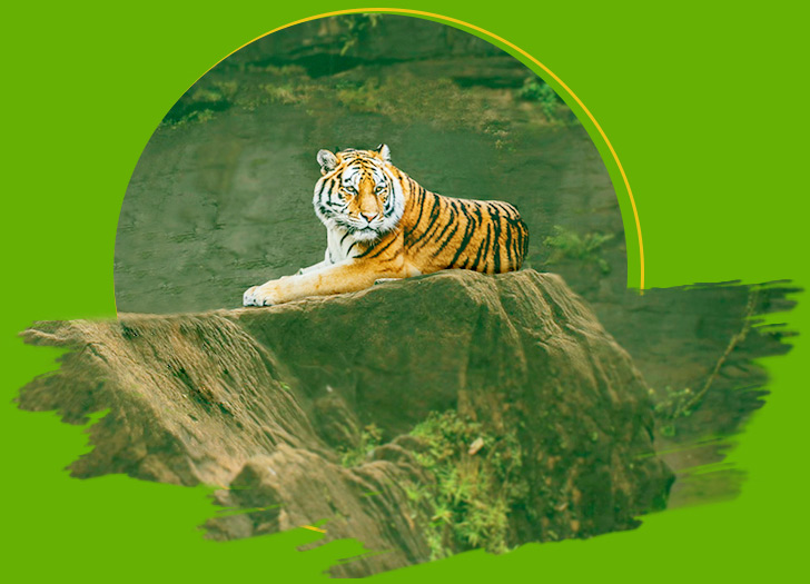 Royal Bengal Tiger - The Biggest Charm of Indian Jungles