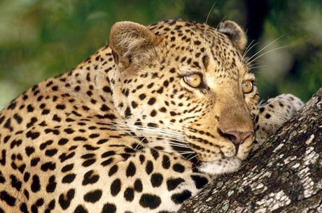 All india wildlife tour