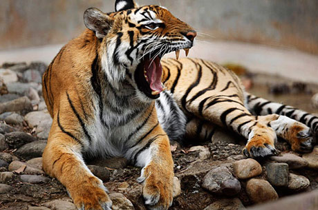 Royal Bengal Tiger with Khajuraho