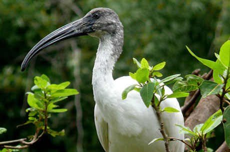 Keoladeo Ghana National Park