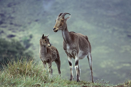 Eravikulam National Park Kerala