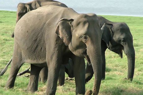 Karnataka Wildlife Tour