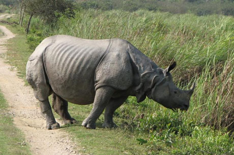 Kaziranga National Park Weekend Getaway