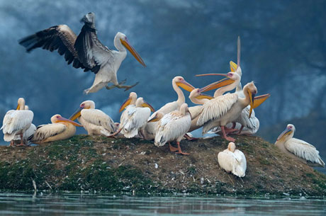 Keoladeo Ghana National Park