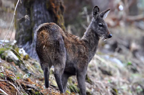 Khangchendzonga National Park, Sikkim