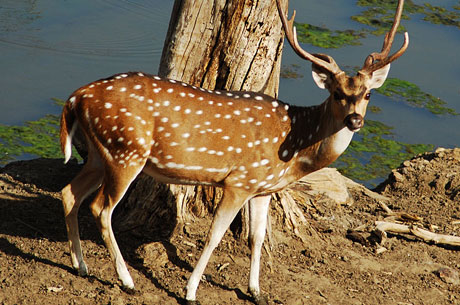 Pench National Park Weekend Getaway