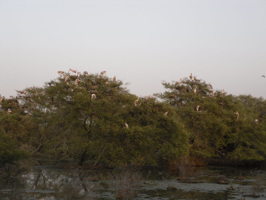 Birds in Bharatpur BIrd Sanctuary 