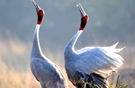 BIRDS KEOLADEO GHANA NATIONAL PARK
