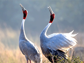 BIRDS KEOLADEO GHANA NATIONAL PARK