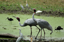 Birds at Keoladeo Ghana National Park