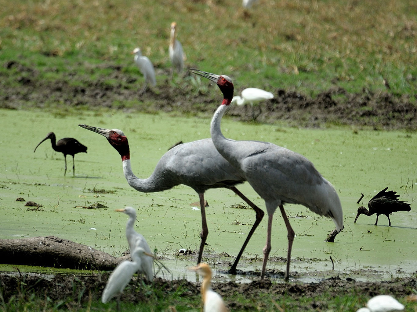 Birds at Keoladeo Ghana National Park