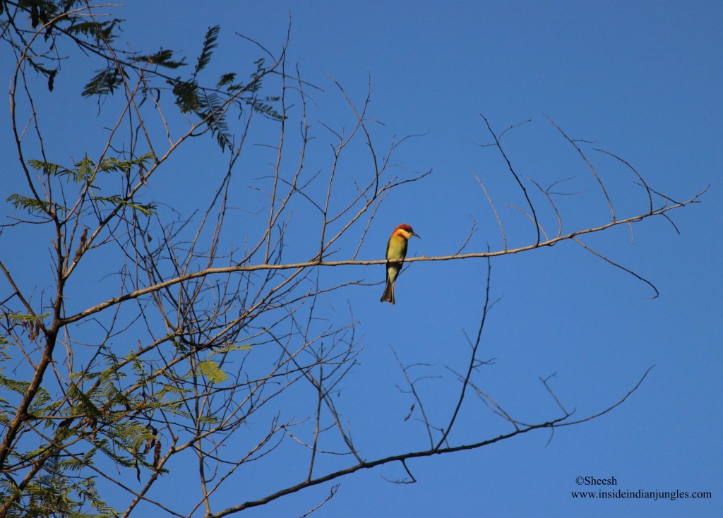 Chestnut headed bee eater at Corbett National Park