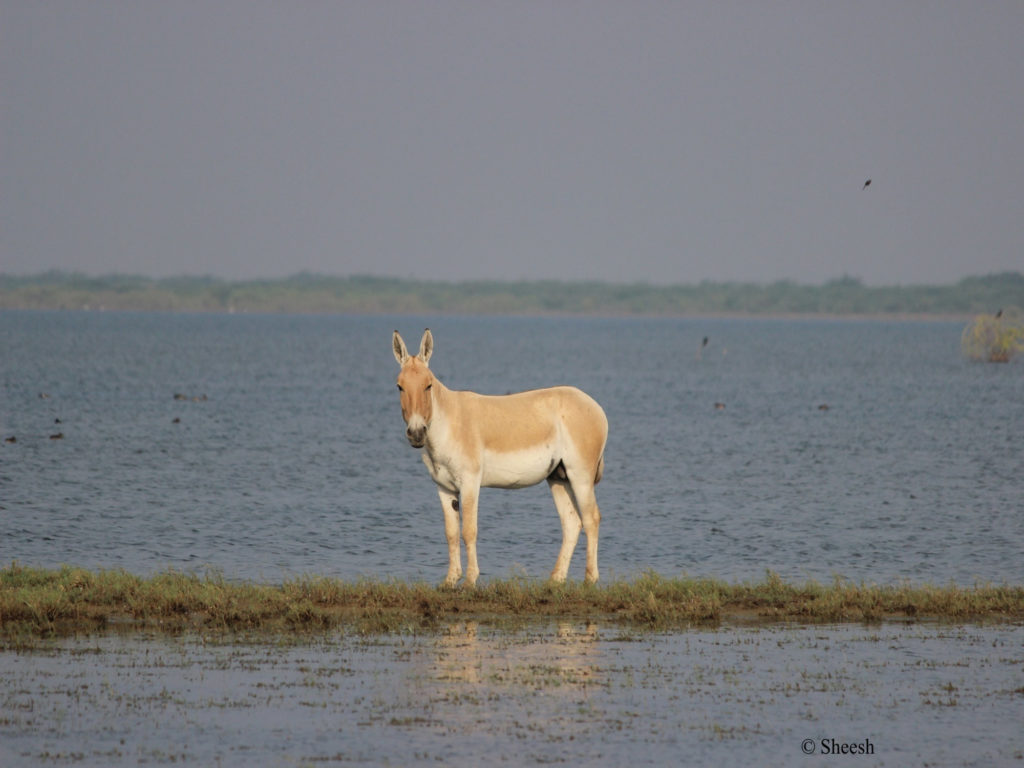 Wild Ass at Little Rann of Kutch, Gujarat