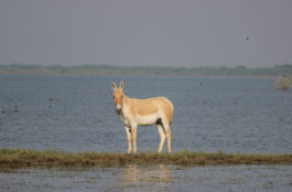 Wild Ass at Little Rann of Kutch, Gujarat