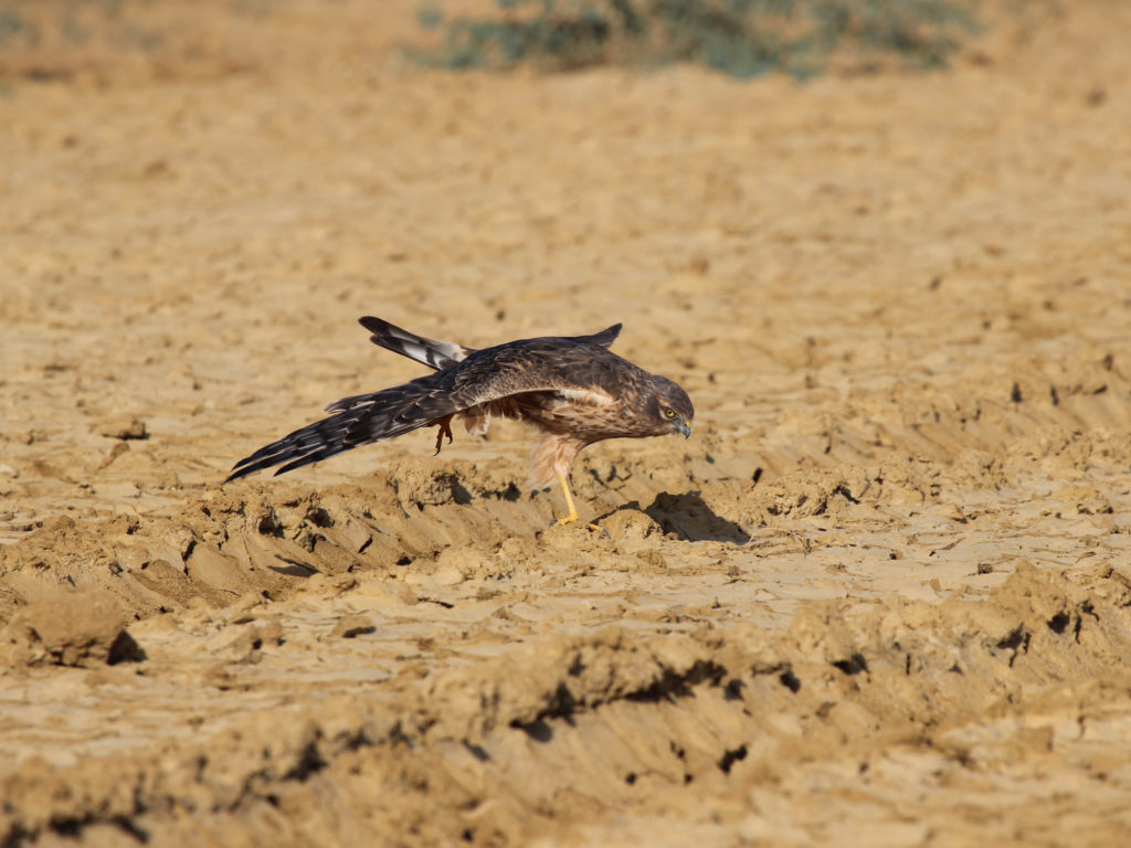 Montagu's Harrier at Greater Rann of Kutch, Gujarat