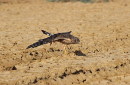 Montagu's Harrier at Greater Rann of Kutch, Gujarat birding tour