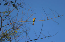 Birding tours in Jim Corbett National Park