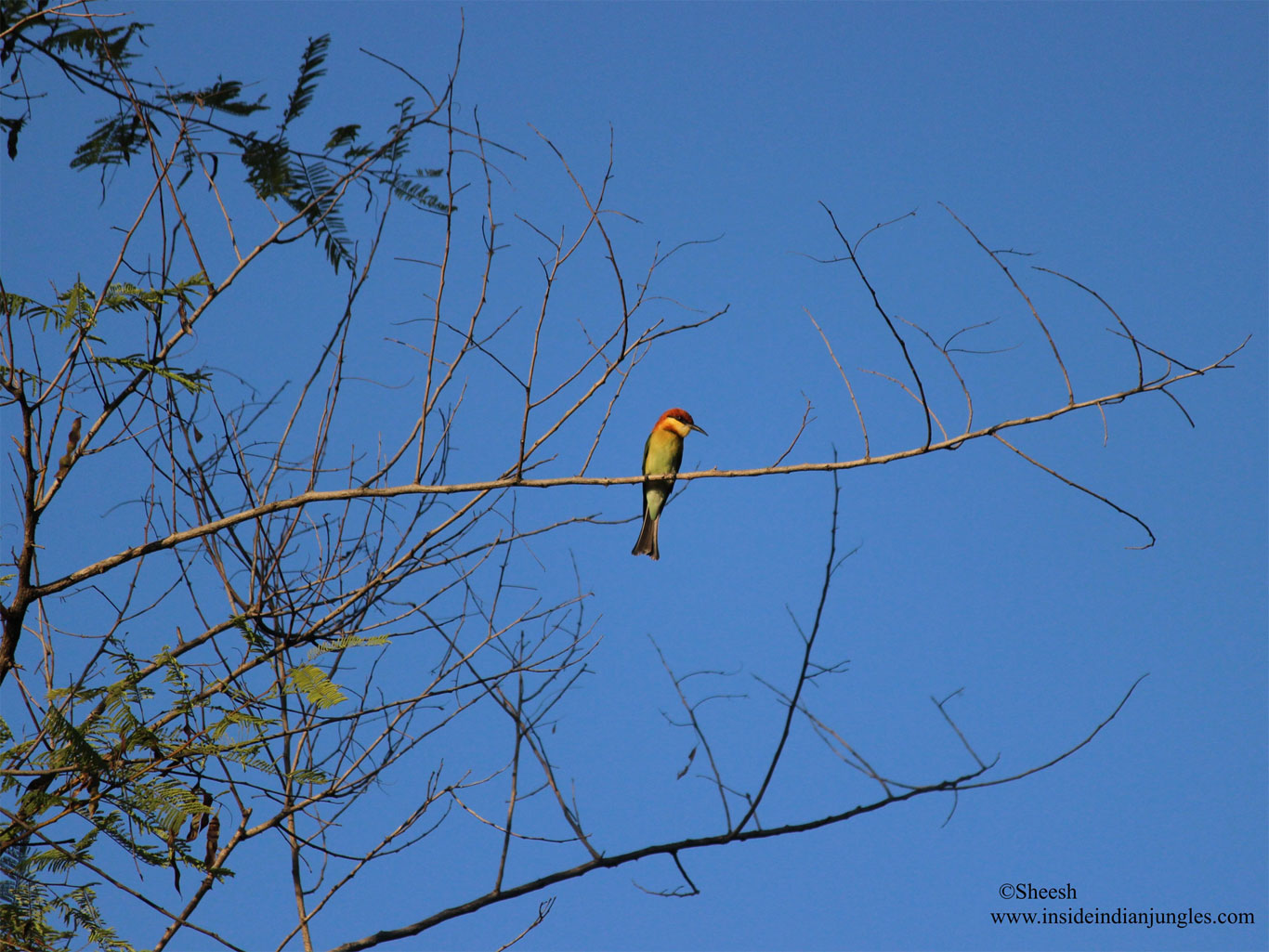 Birding tours in Jim Corbett National Park