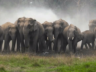 kaziranga national park assam