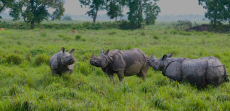 Kaziranga National Park | Nagaon District | Government Of Assam, India