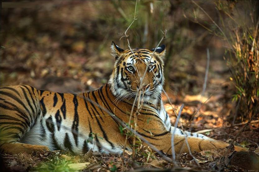 Agra Ranthambhore Tiger