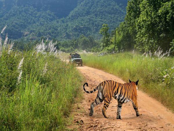 Bandhavgarh National Park