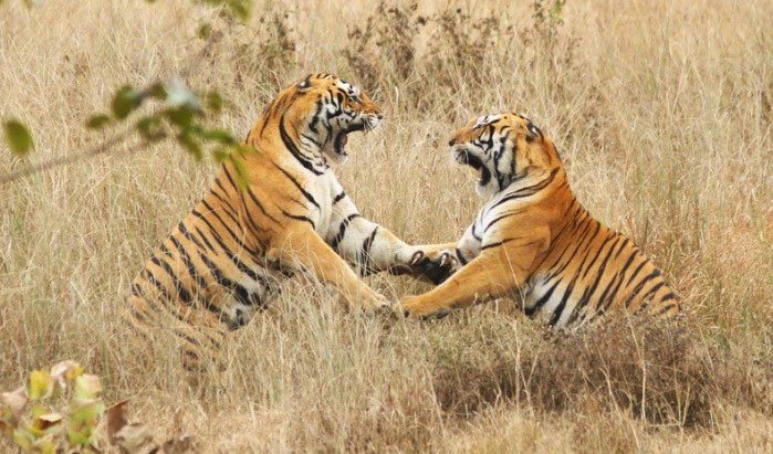 Kanha Jabalpur Tiger