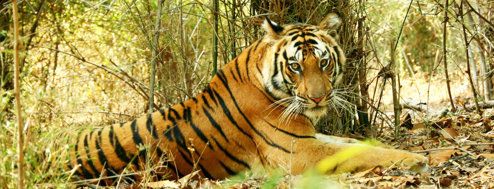 Safari in India: Meet the Royal Bengal Tiger