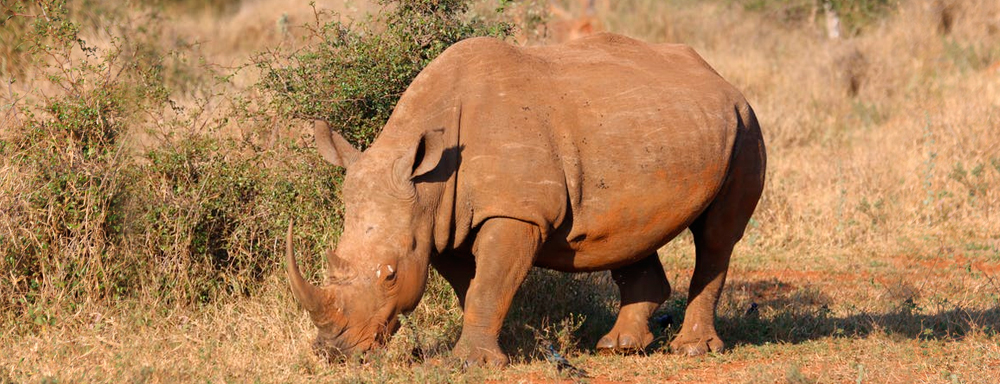 Kaziranga National Park