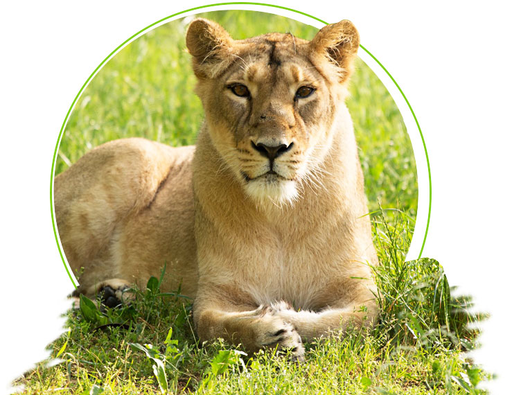 Asiatic Lion Informations - Best Asiatic lions tour in India