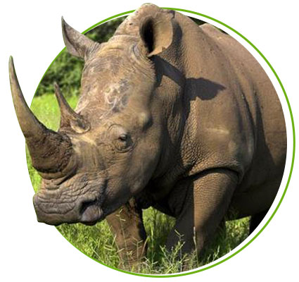 indian rhino