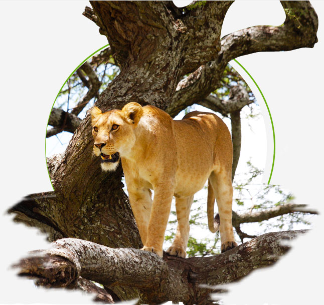 asiatic lion