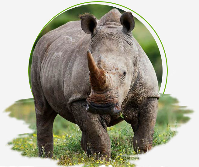 indian rhino