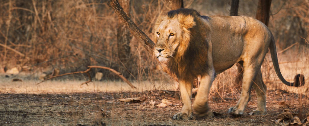 Asiatic Lions