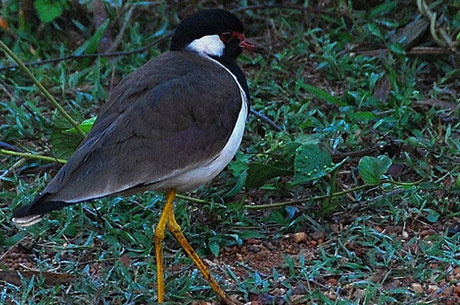 inside indian jungles Dandeli Wildlife Sanctuary