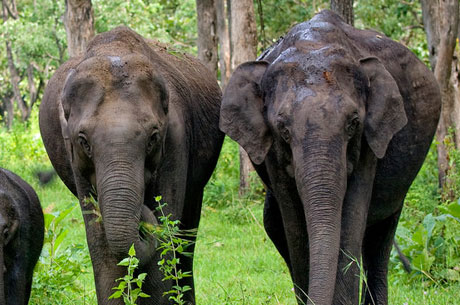 Mudumalai Wildlife Sanctuary