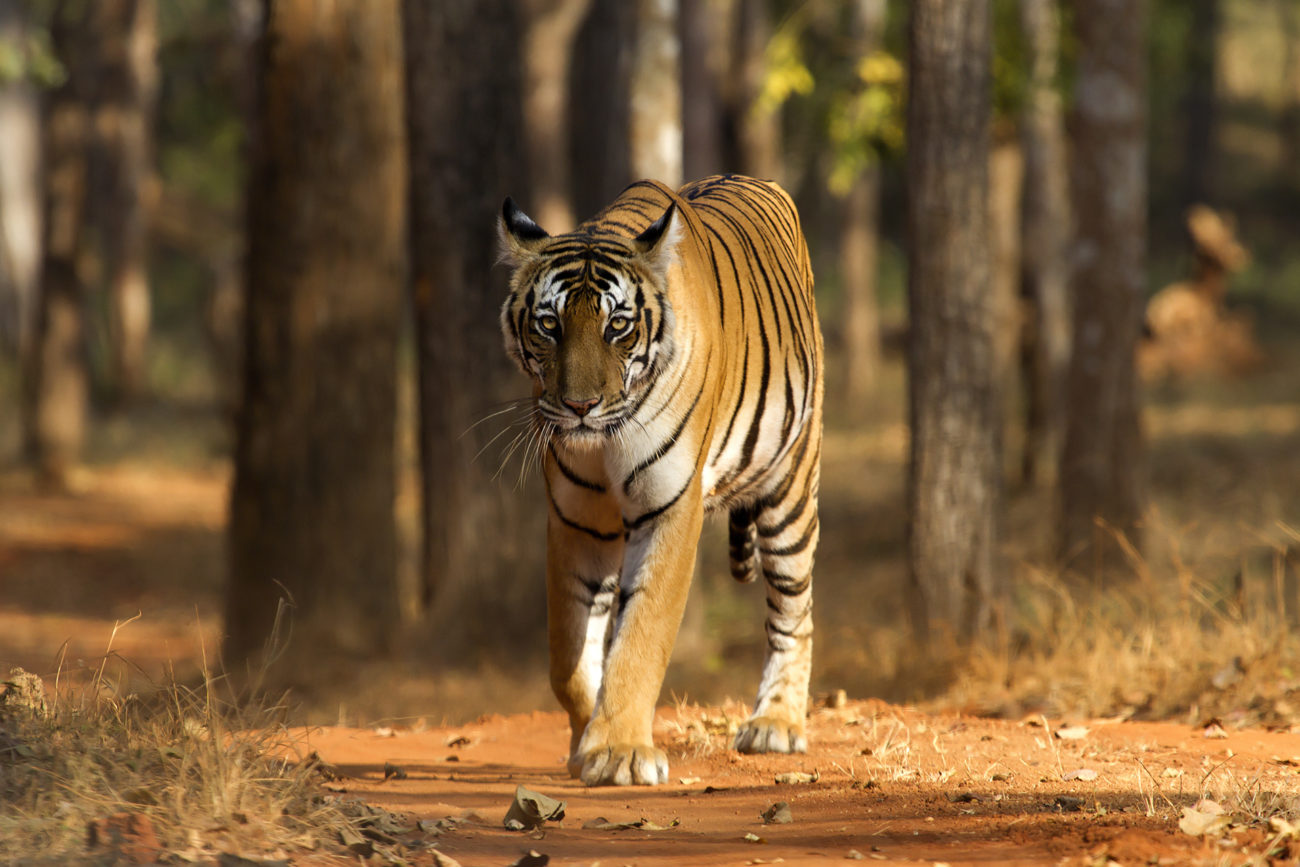 A-wild-tiger-in-dry-deciduous-forest-Southern-India