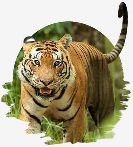 Kanha Tiger