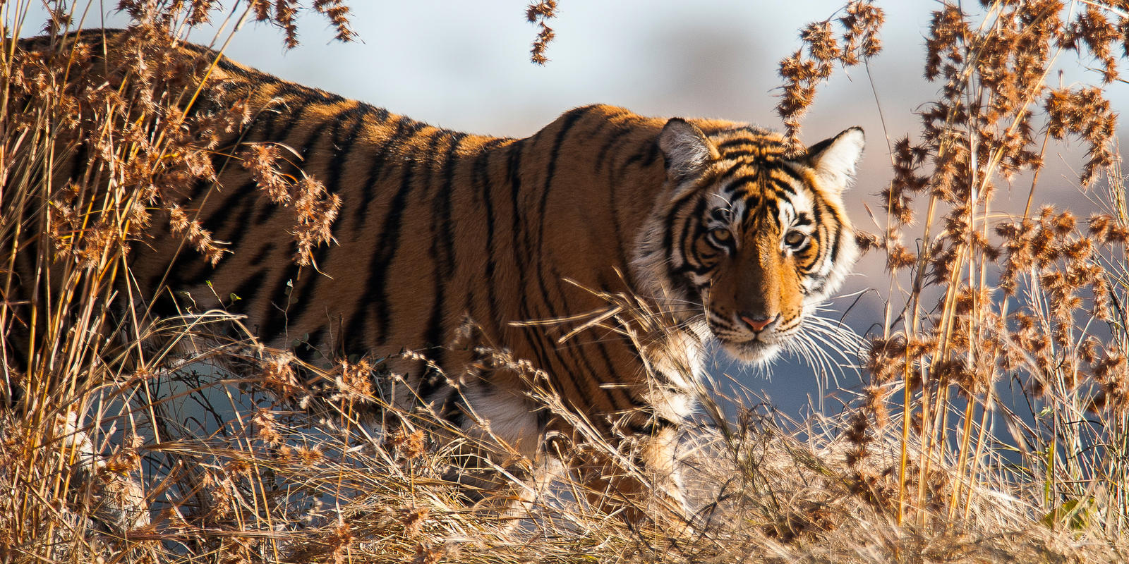 Tiger census 2018