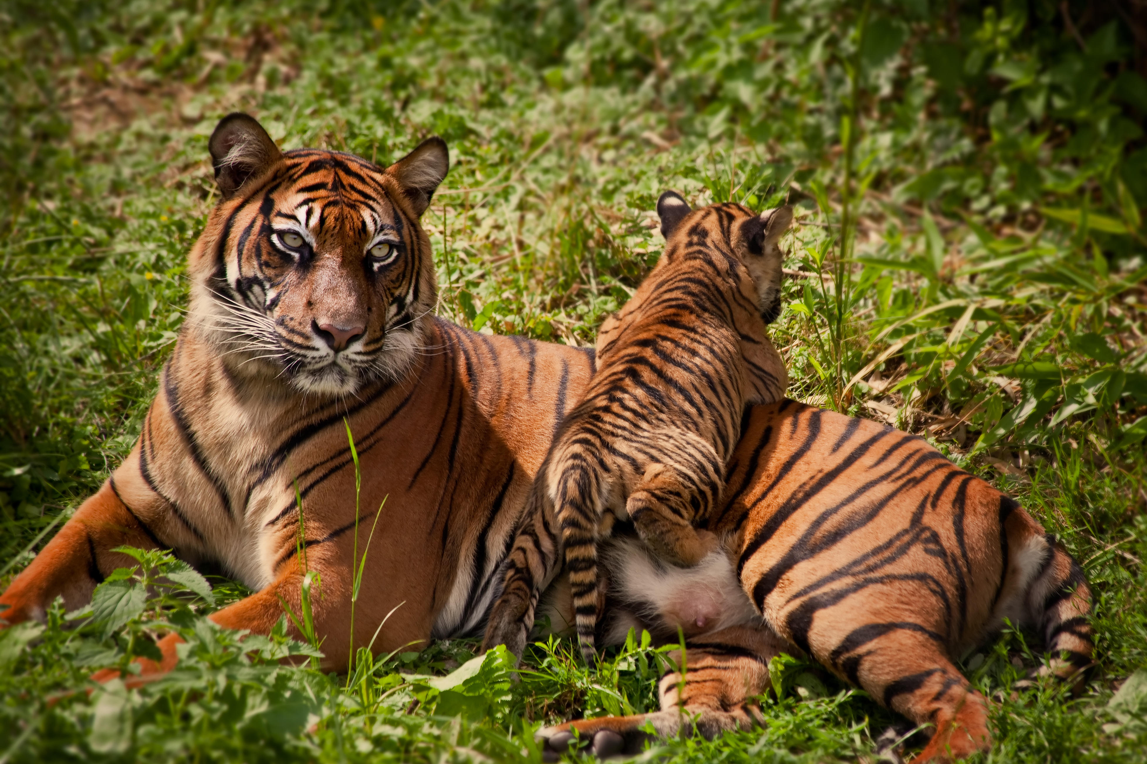 Tiger census 2018