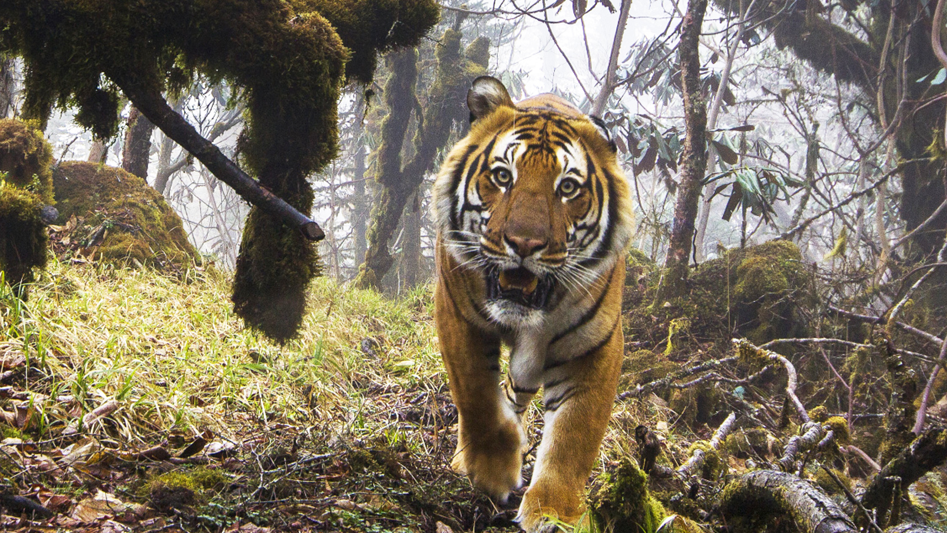 Nepal and India Count their Bengals in Tiger Census