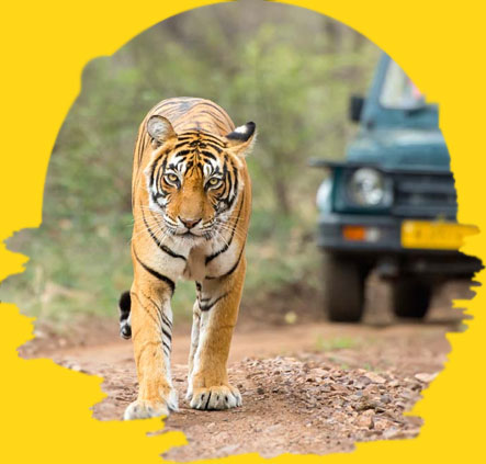 Ranthambore National Park & Ranthambore Tiger Reserve India