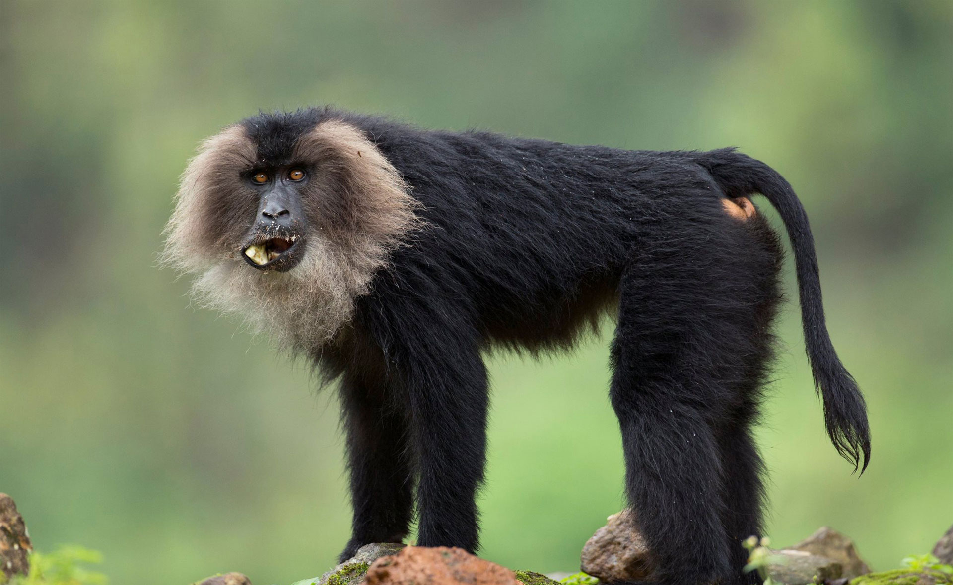 Lion Tailed Macaque