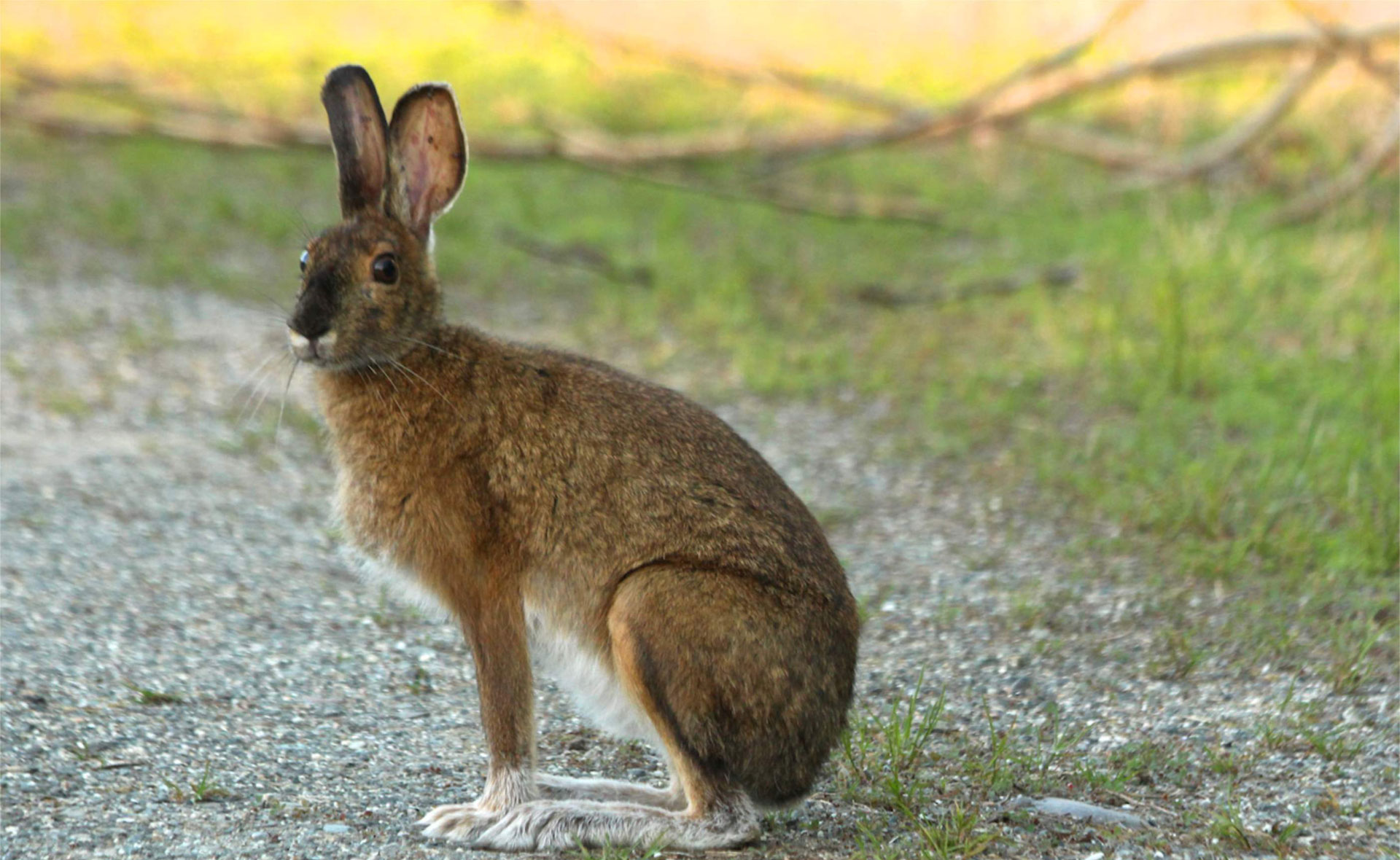 Hispid Hare