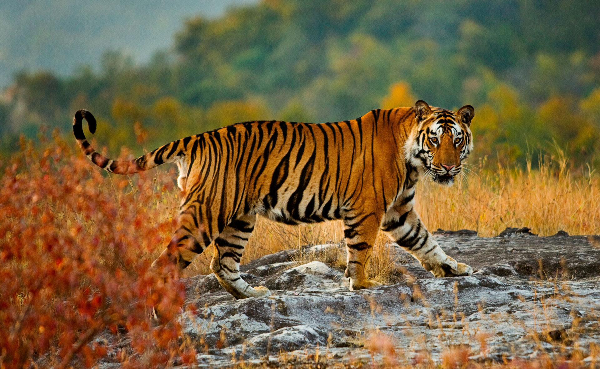 Wildlife In India - Step Into The Real Life Jungle Book