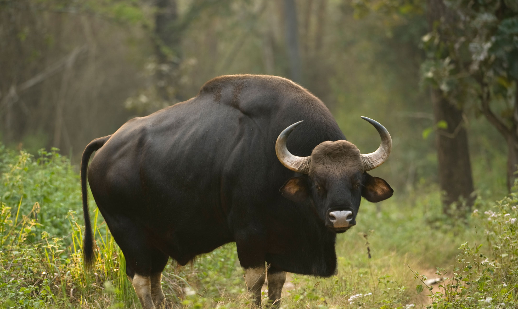 Indian Bison