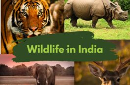 wildlife in india