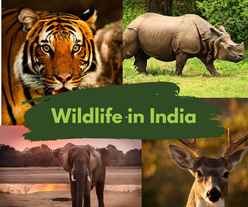 wildlife in india